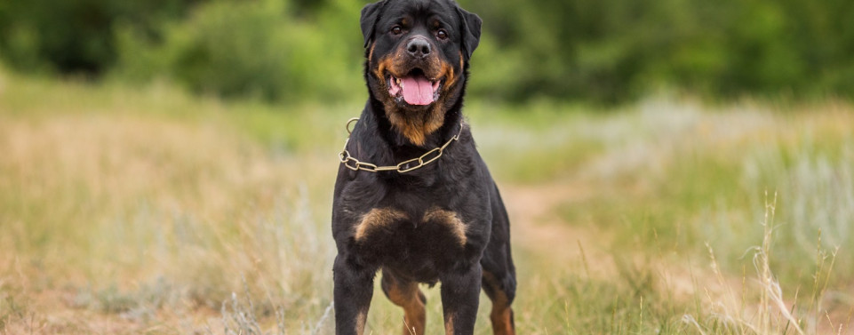 Hundehaltung. Hund, ein Rottweiler, steht auf einer Wiese.