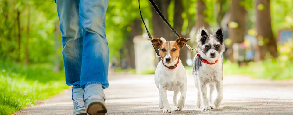 Hundeausführen. Vom Hundeausführer sieht man nur die Beine, neben ihm sind zwei kleine Hunde an der Leine.