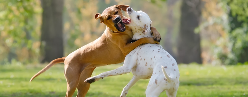 Zwei Hunde, die kämpfen 