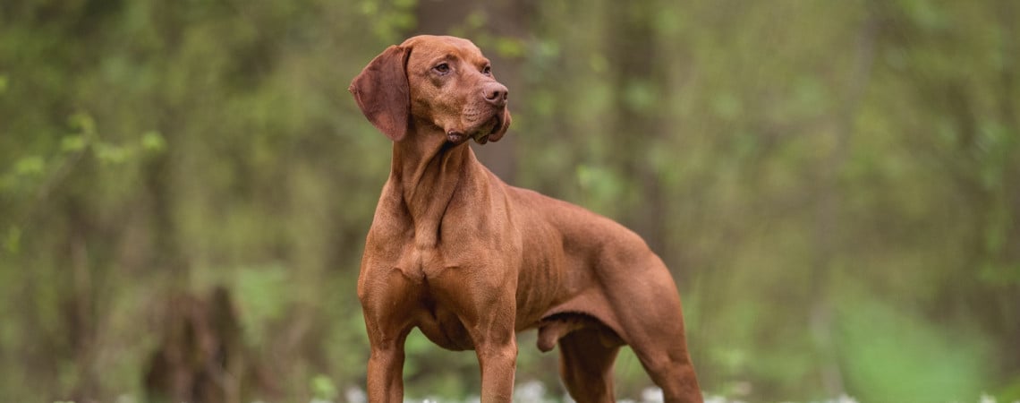 Brauner großer Hund im Wald.