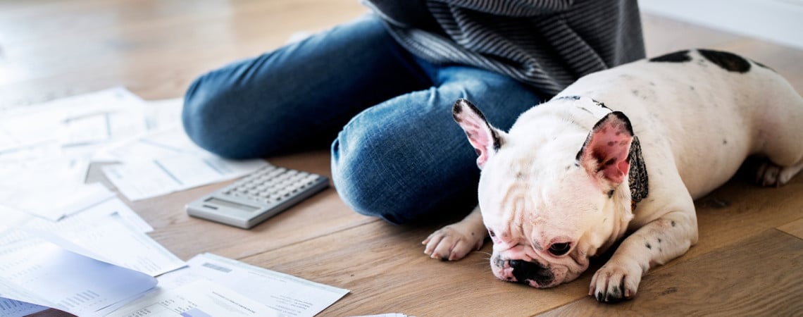 Frau sitzt auf dem Boden, mit Papieren und Taschenrechner. Ein Hund liegt neben ihr. Sie macht Steuern - Hundesteuer. 