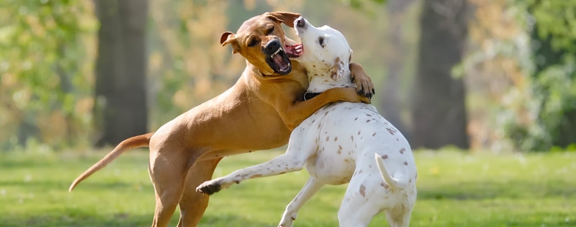 Zwei Hunde, die kämpfen 