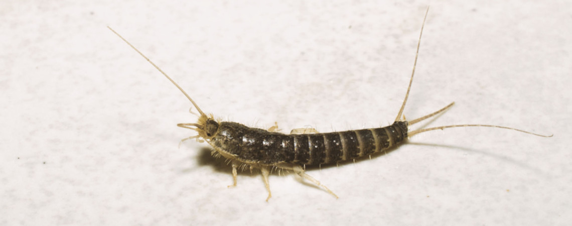 Gebrauchtimmobilie: Sind Silberfischchen ein Mangel? Gebrauchtimmobilie: Sind Silberfischchen ein Mangel?