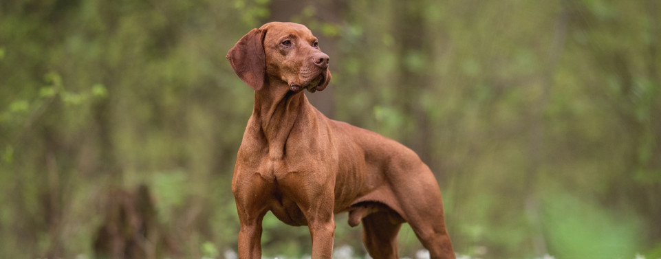 Brauner großer Hund im Wald.